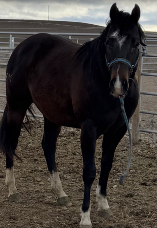 HorseID: 2311569 IMA PRETTY SMART JD - PhotoID: 1096847