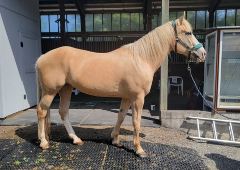 HorseID: 2311570 Shasta - PhotoID: 1096470