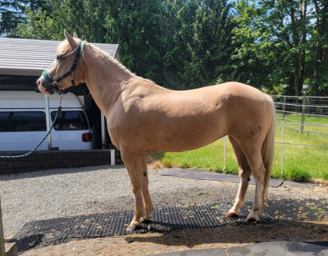 HorseID: 2311570 Shasta - PhotoID: 1096471