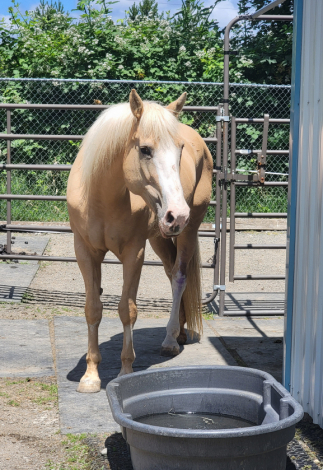 HorseID: 2311570 Shasta - PhotoID: 1096472