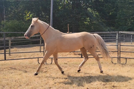 HorseID: 2311570 Shasta - PhotoID: 1096473