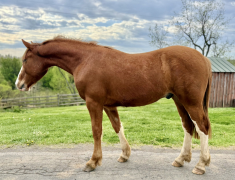 HorseID: 2311572 Dylasau Gentleman Farmer - PhotoID: 1096474