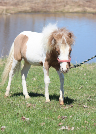 HorseID: 2311573 Bumble Bee - PhotoID: 1096475