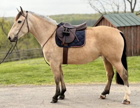 HorseID: 2311574 On Target - PhotoID: 1096476