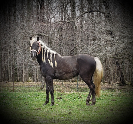 HorseID: 2311583 Gary - PhotoID: 1096479