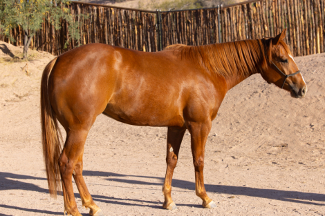 HorseID: 2311585 Platinum Cinnabars - PhotoID: 1096481