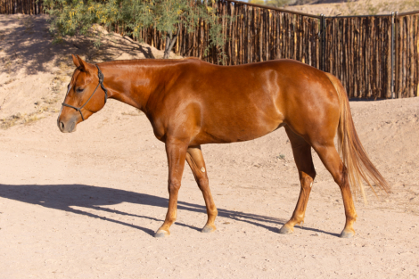 HorseID: 2311585 Platinum Cinnabars - PhotoID: 1096482