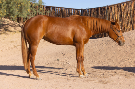 HorseID: 2311585 Platinum Cinnabars - PhotoID: 1096483