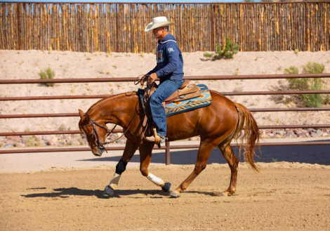 HorseID: 2311585 Platinum Cinnabars - PhotoID: 1096484