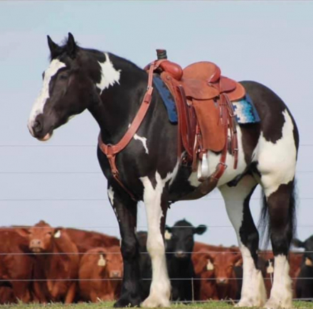 HorseID: 2311586 SRS Vegas - PhotoID: 1096568