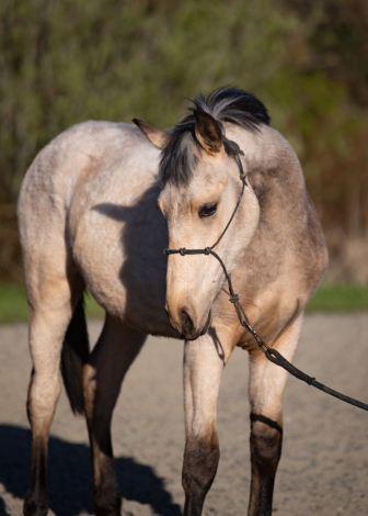 HorseID: 2311587 Contessa Caterina - PhotoID: 1096486