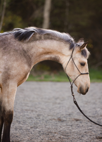 HorseID: 2311587 Contessa Caterina - PhotoID: 1096487