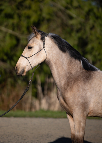 HorseID: 2311587 Contessa Caterina - PhotoID: 1096488