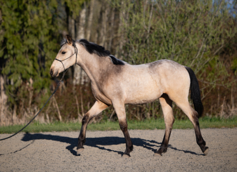 HorseID: 2311587 Contessa Caterina - PhotoID: 1096489
