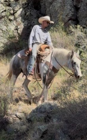 HorseID: 2311589 Tonto - PhotoID: 1096493