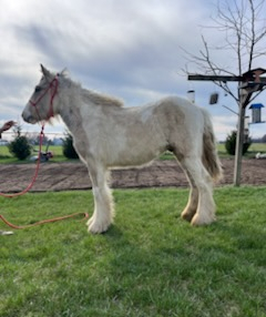 HorseID: 2311591 Panacea's Cowboy Cassenova - PhotoID: 1096494