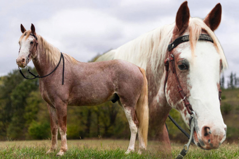 HorseID: 2311592 Sweet Strawberry Sensation - PhotoID: 1096495