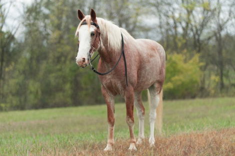HorseID: 2311592 Sweet Strawberry Sensation - PhotoID: 1096496