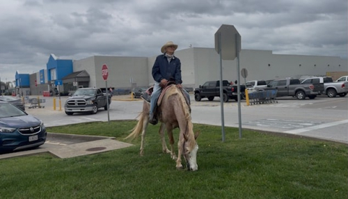 HorseID: 2311592 Sweet Strawberry Sensation - PhotoID: 1096498