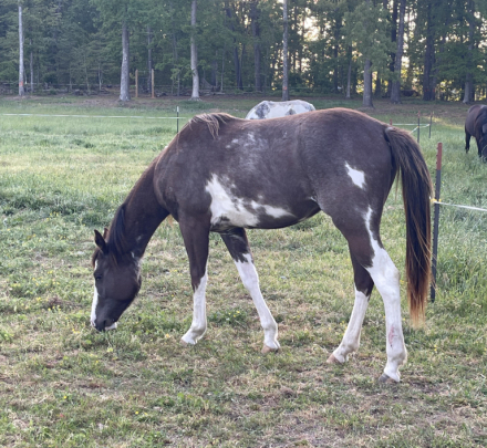 HorseID: 2311593 Yasmins Smokin Chrome - PhotoID: 1096499