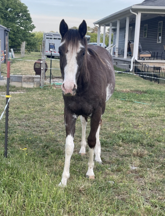 HorseID: 2311593 Yasmins Smokin Chrome - PhotoID: 1096500