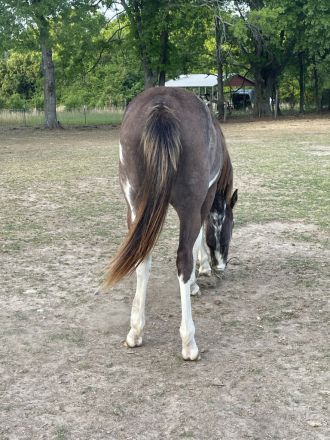 HorseID: 2311593 Yasmins Smokin Chrome - PhotoID: 1096501