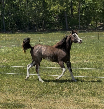 HorseID: 2311593 Yasmins Smokin Chrome - PhotoID: 1096502