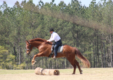 HorseID: 2311595 Leading Rein Donte - PhotoID: 1096504