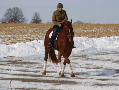 HorseID: 2311595 Leading Rein Donte - PhotoID: 1096505