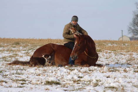 HorseID: 2311595 Leading Rein Donte - PhotoID: 1096506