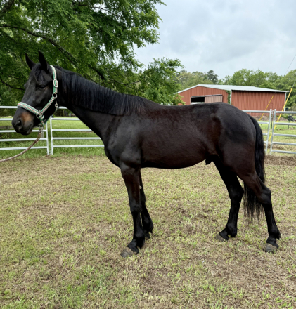 HorseID: 2311598 Prince - PhotoID: 1096508