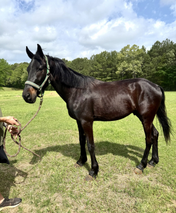 HorseID: 2311598 Prince - PhotoID: 1096510