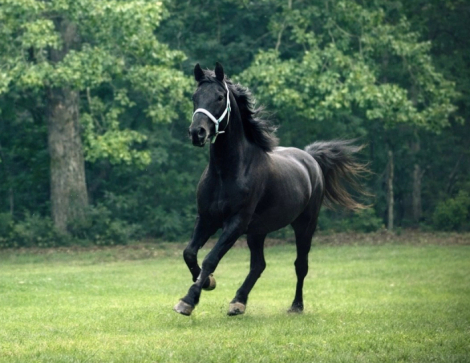 HorseID: 2311598 Prince - PhotoID: 1096507