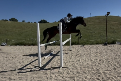 HorseID: 2311599 Lincoln - PhotoID: 1096511