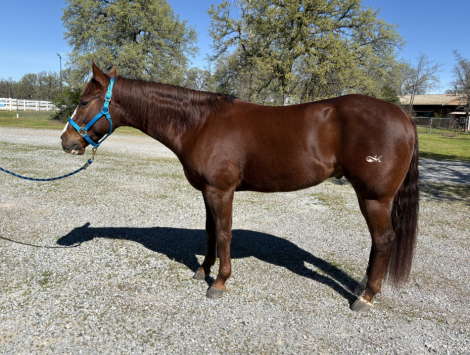 HorseID: 2311600 Magnums Last Dream - PhotoID: 1096512