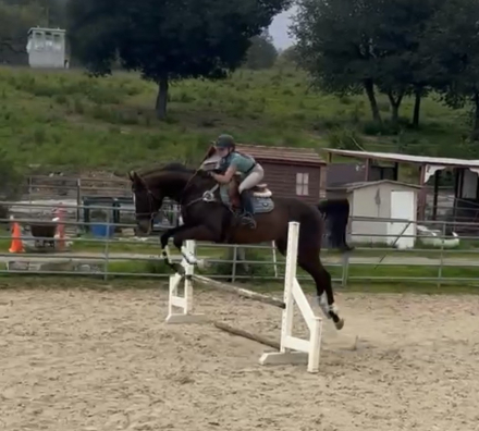 HorseID: 2311601 Scout - PhotoID: 1096513