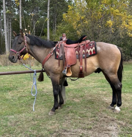 HorseID: 2311608 CASH - PhotoID: 1096517