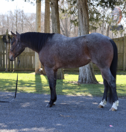 HorseID: 2311611 Lena’s Roan of Texas - PhotoID: 1096518