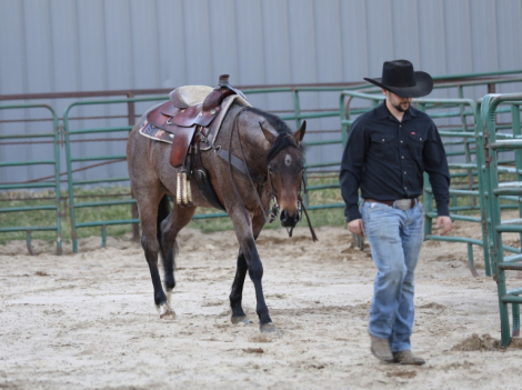 HorseID: 2311611 Lena’s Roan of Texas - PhotoID: 1096519