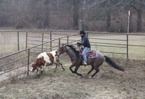 HorseID: 2311611 Lena’s Roan of Texas - PhotoID: 1096520