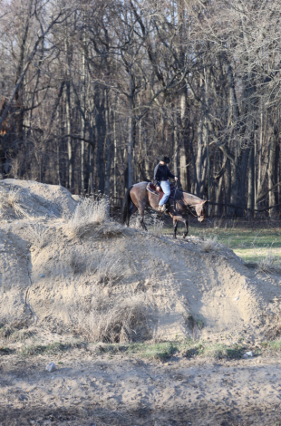 HorseID: 2311611 Lena’s Roan of Texas - PhotoID: 1096521