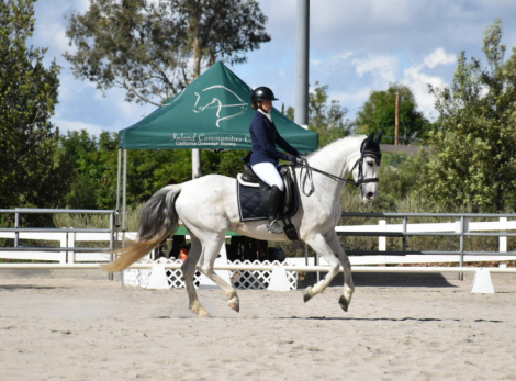 HorseID: 2311613 Opal - PhotoID: 1096522