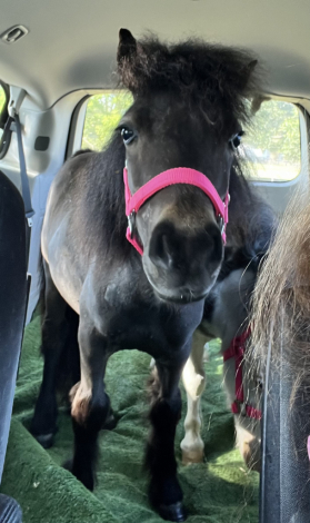 HorseID: 2311614 Kisses - PhotoID: 1096526