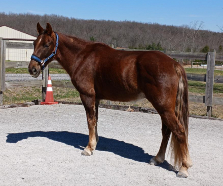 HorseID: 2311618 Coco Krispee - PhotoID: 1096580