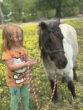 HorseID: 2311622 Abu - PhotoID: 1096527