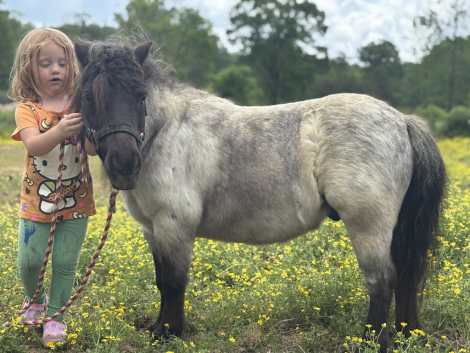 HorseID: 2311622 Abu and rajah - PhotoID: 1096527