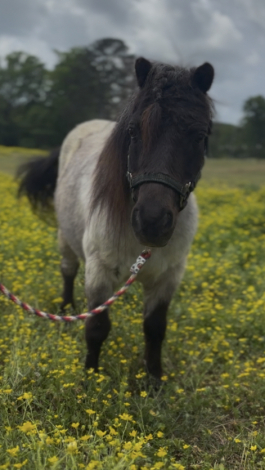 HorseID: 2311622 Abu and rajah - PhotoID: 1097092