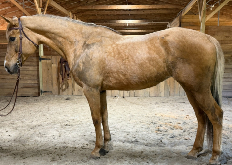 HorseID: 2311627 Layla - PhotoID: 1096529