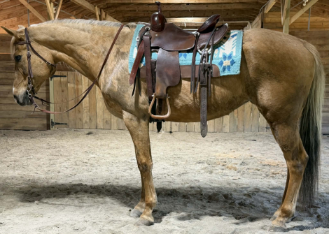 HorseID: 2311627 Layla - PhotoID: 1096530