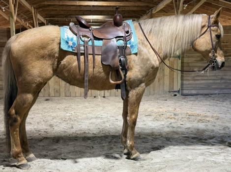 HorseID: 2311627 Layla - PhotoID: 1096531